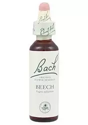 Beech - Haya