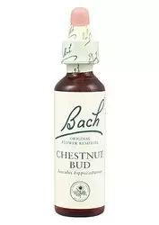 Chesnut Bud - Brote de Castaño