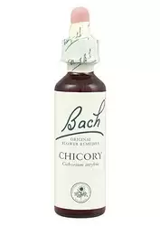 Chicory - Achicoria