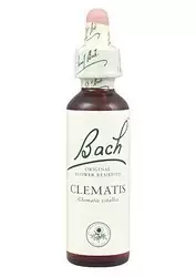 Clematis - Clemátide