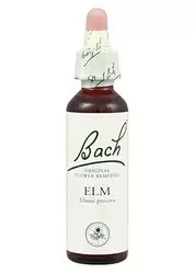 Elm - Olmo