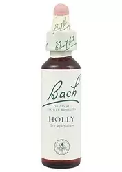 Holly - Acebo