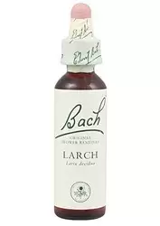 Larch - Alerce
