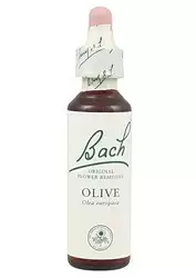 Olive - Olivo
