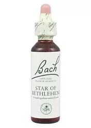 Star of Bethlehem - Leche de Gallina