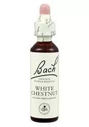 White Chesnut - Castaño de Indias