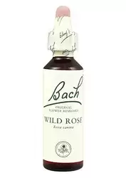 Wild Rose - Rosa Silvestre