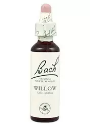 Willow - Sauce