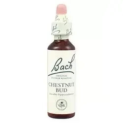 Chesnut Bud - Brote de Castaño