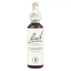 Clematis - Clemátide