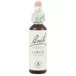 Larch - Alerce