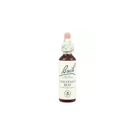 Chesnut Bud - Brote de Castaño